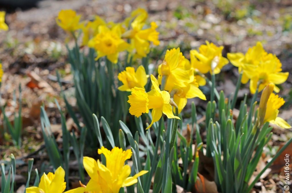 pre-Spring daffodils (c)nwafoodie