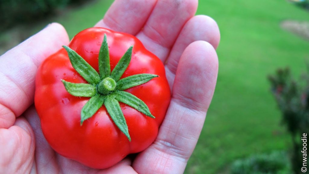 first tomato (c)nwafoodie