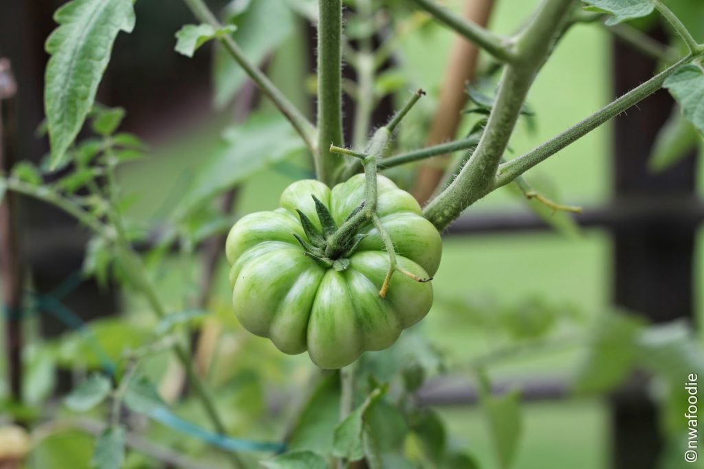 Tomato plant green (c)nwafoodie