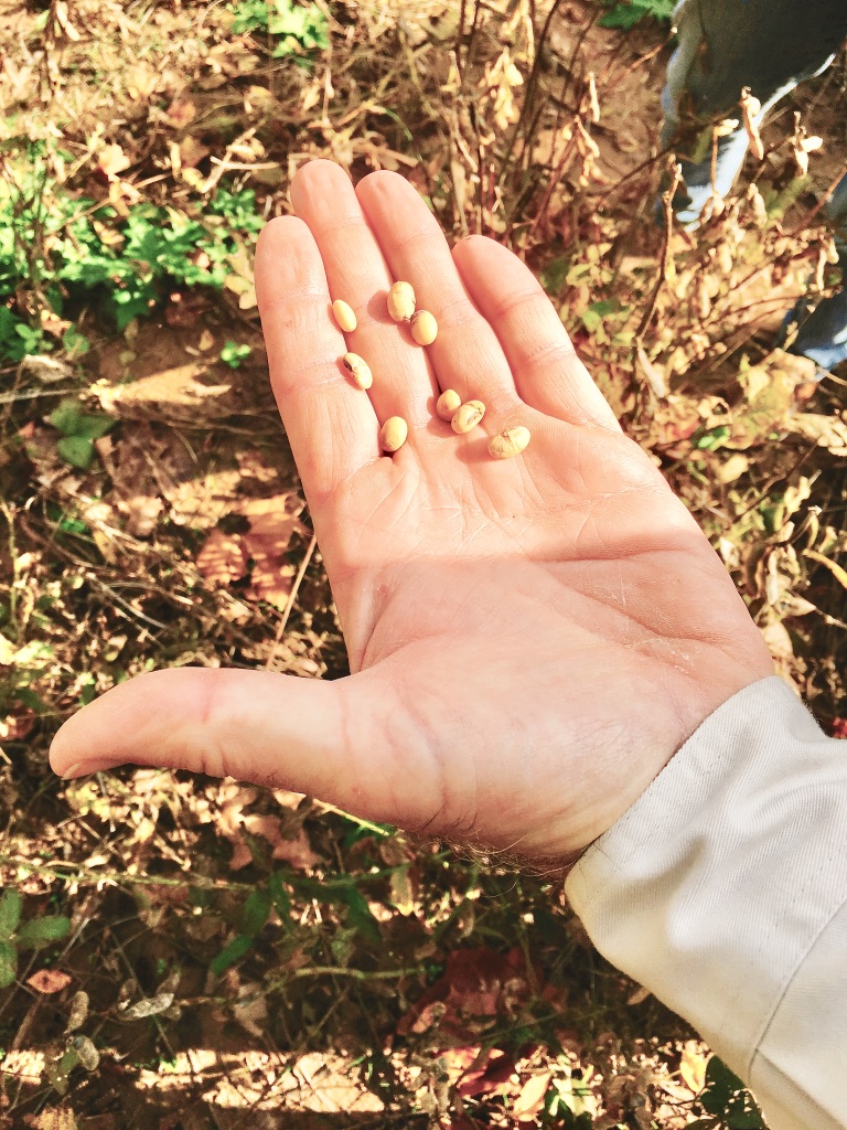 ad #ARSoyTour Joe Thrash Soybean Farm Tour ASPB - Joe Thrash soybean hand (c)nwafoodie