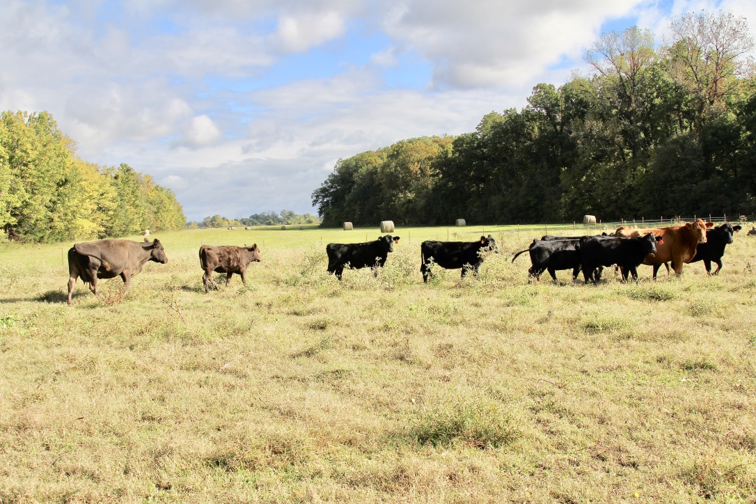 ad #ARSoyTour Joe Thrash Soybean Farm Tour ASPB - cows (c)nwafoodie