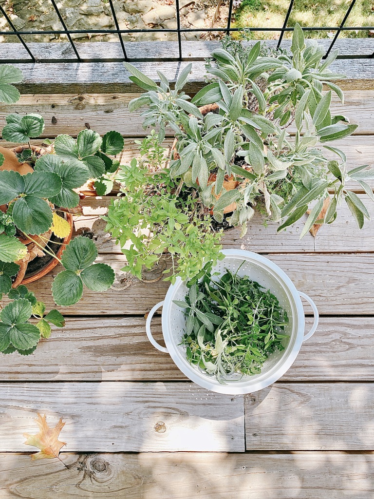 Got-herbs-Make-your-own-herb-salt-herb-garden-2-cthejoyofeatingwell
