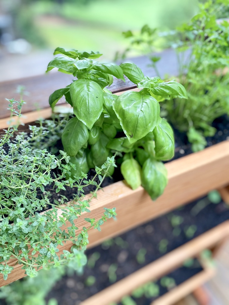 how-to-use-herbs-in-our-food-basil-csimplejoyfulfood