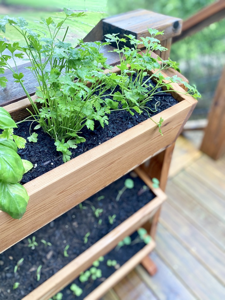 how-to-use-herbs-in-our-food-planter-with-parsley-csimplejoyfulfood