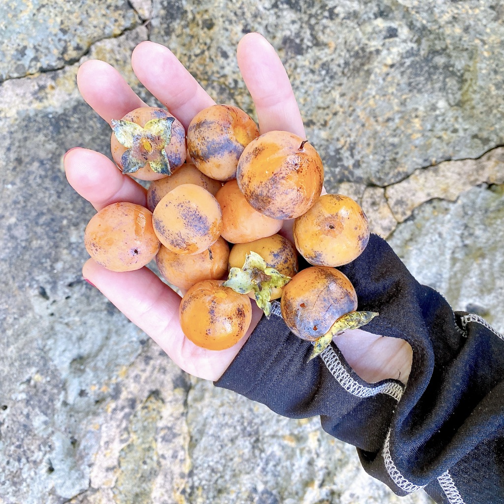 How-to-make-wild-persimmon-pulp-forage-1