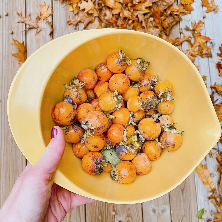 Want To Learn How To Make Wild Persimmon Pulp? Simple Joyful Food