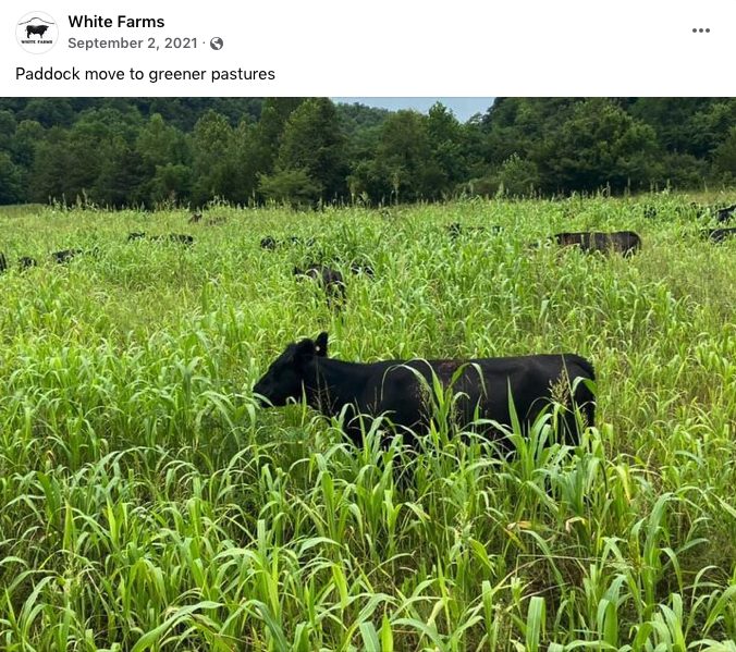 White-Farms-greener-pastures