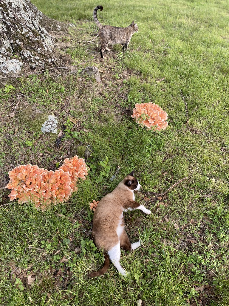 cats walk and rolling in the grass by orange chicken of the woods mushrooms