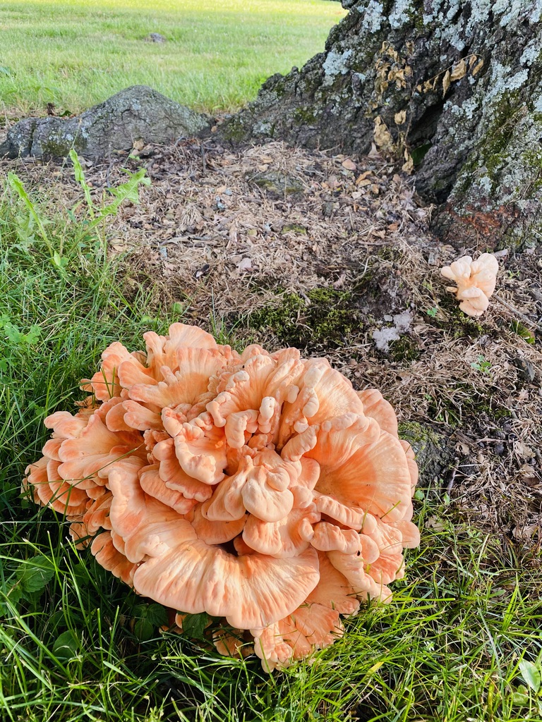 chicken of the woods mushroom on a tree
