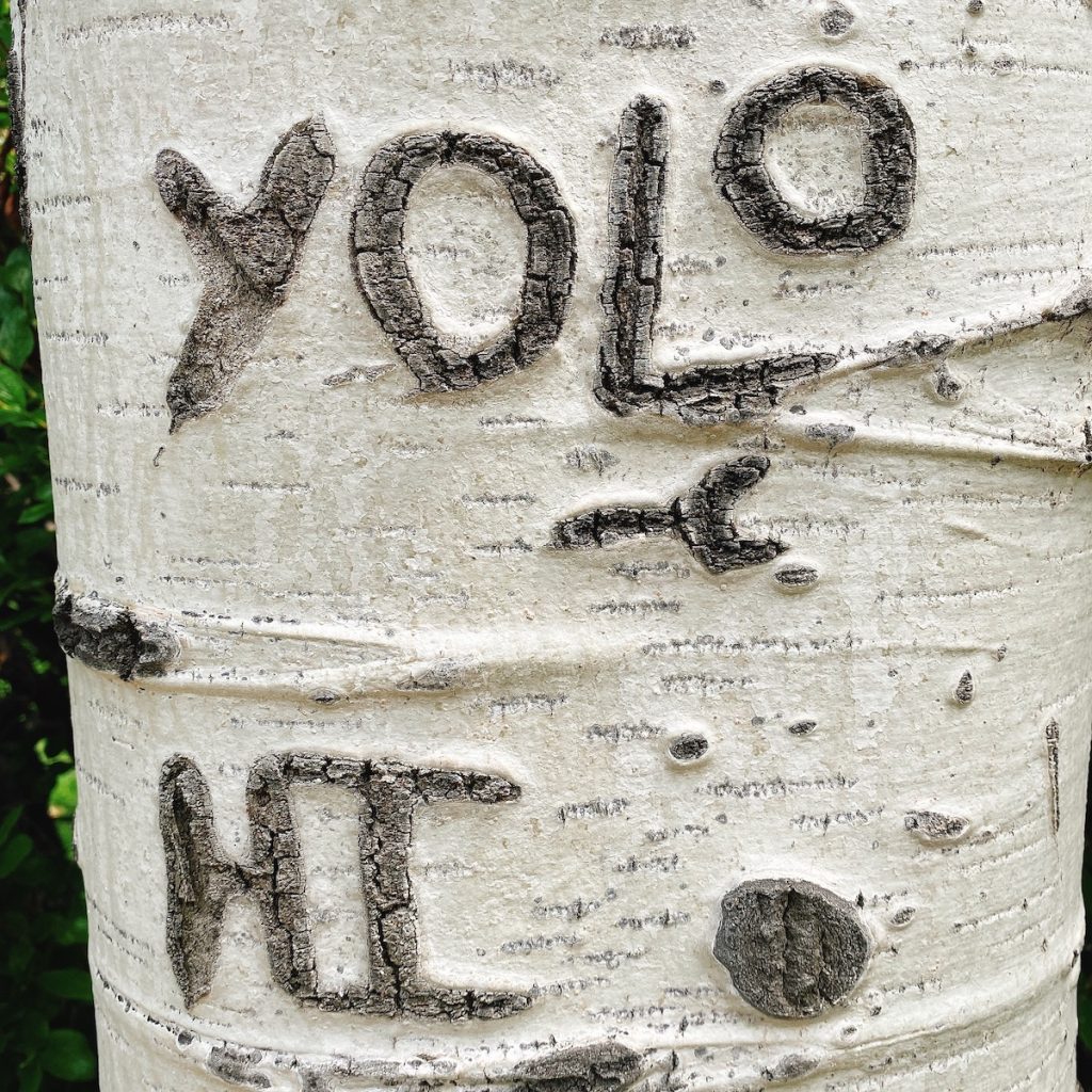carving in birch tree the words YOLO and Hi