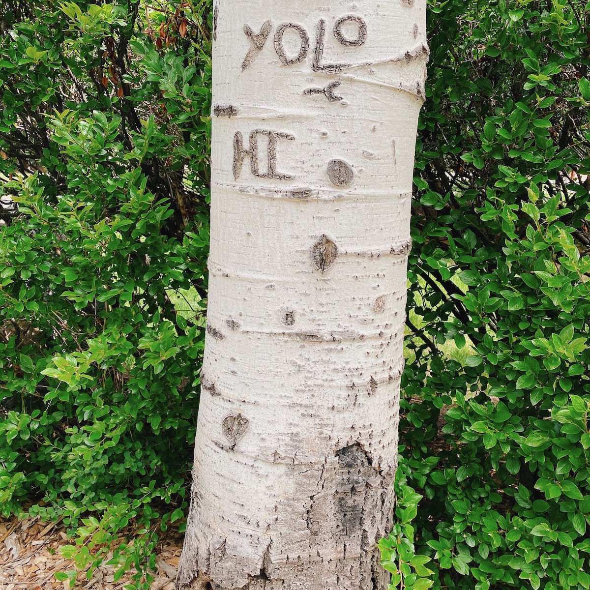 birch tree with YOLO and HI carved in it
