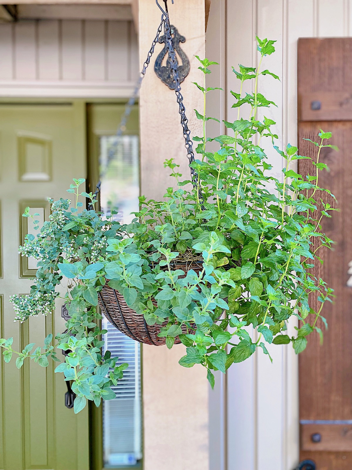 hanging basket with mint and oregano