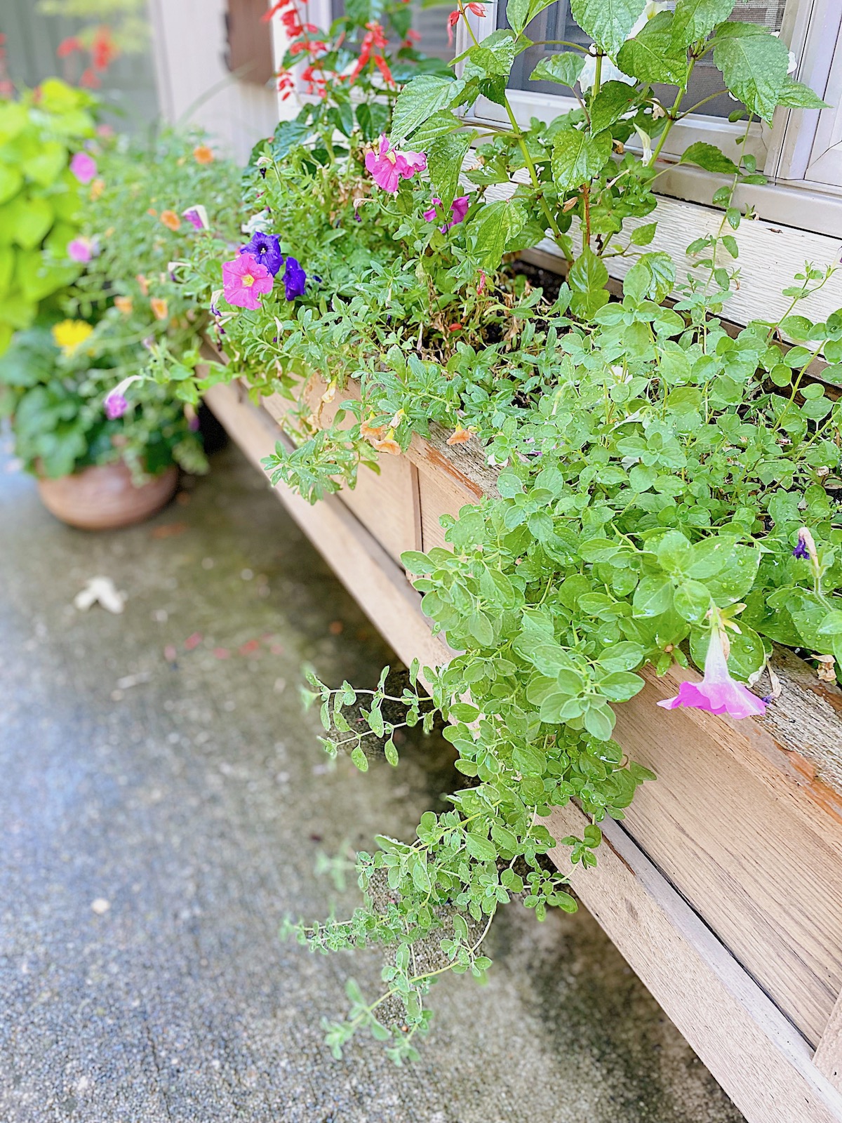 window box with herbs flowing out of it