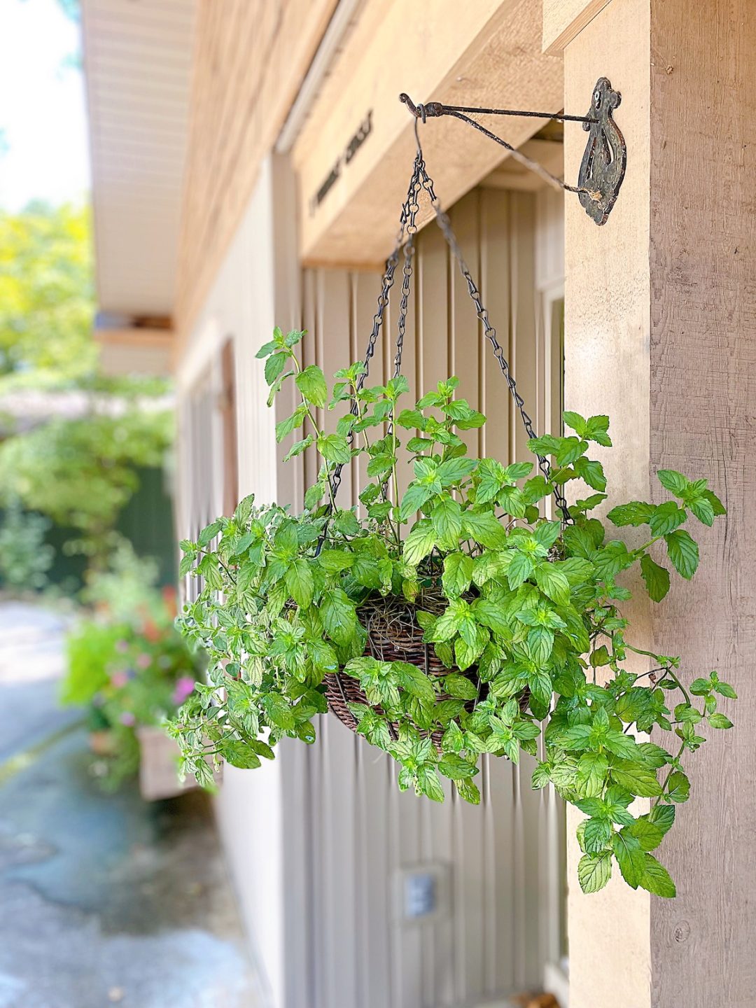 image of hanging basket with herbs