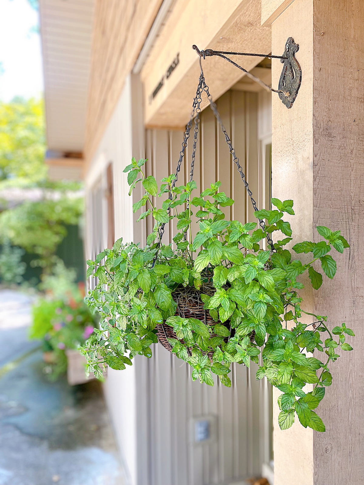 artificial plants hanging baskets Artificial Spring Evergreen Hanging Basket