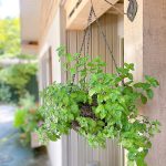image of hanging basket with herbs